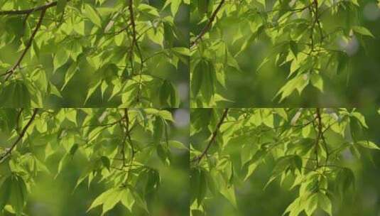 树叶绿叶叶子逆光特写高清在线视频素材下载
