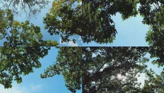 蓝天阳光风吹树叶实拍高清在线视频素材下载