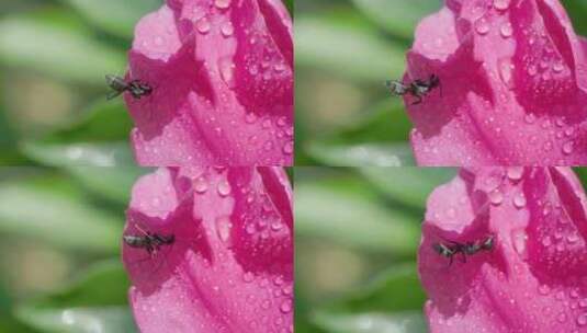 谷雨，阳光下的芍药花，蚂蚁爬动高清在线视频素材下载