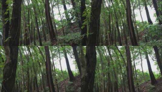 树林丛林航拍高清在线视频素材下载