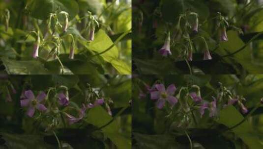 植物生长 鲜花盛开 万物复苏 花卉 花朵高清在线视频素材下载