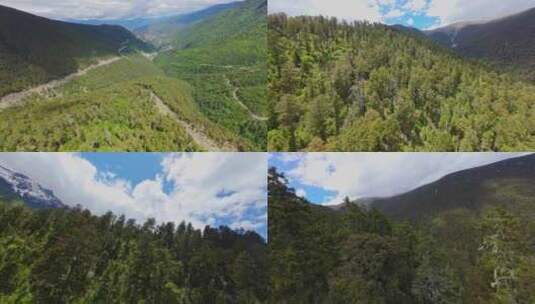 白马雪山树林穿越机fpv航拍视角高清在线视频素材下载