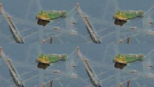 一只绿色的青蛙安静地坐在池塘的水中高清在线视频素材下载