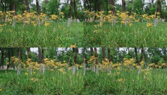 萱草花、黄花菜4K120帧升格视频高清在线视频素材下载