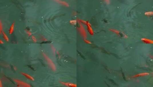 4K高清实拍池塘鱼金鱼锦鲤高清在线视频素材下载