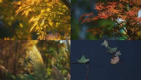 秋天 树叶 枫叶 芦苇 红叶高清在线视频素材下载