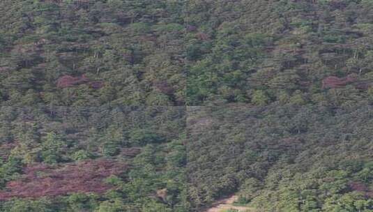 竖版航拍秋天森岭枯黄植物树枝树叶高清在线视频素材下载