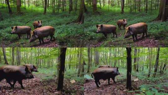 野外丛林野猪高清在线视频素材下载