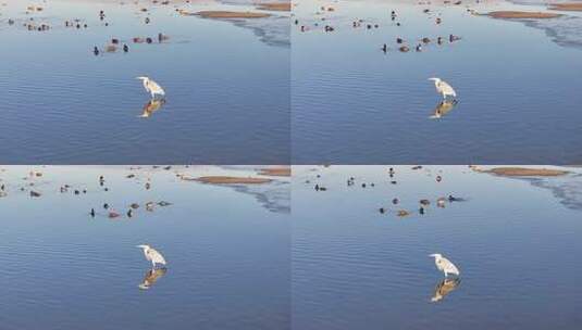 航拍鸟类栖息地 航拍鸟 湿地 航拍湿地高清在线视频素材下载