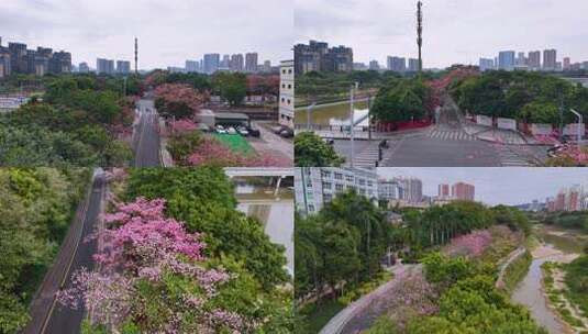 深圳观澜河异木棉花风景合集高清在线视频素材下载