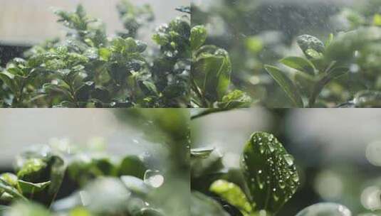 绿叶植物下雨高清在线视频素材下载