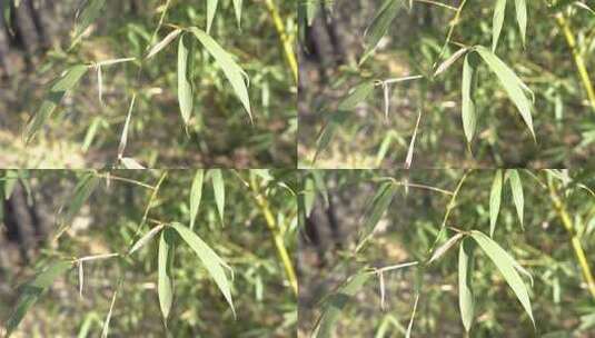 竹子 植物 绿色 生活 竹 生机高清在线视频素材下载