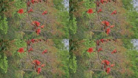 枝头绽放的木棉花近景高清在线视频素材下载