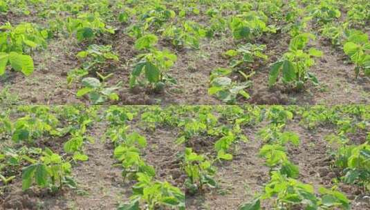 田野中茁壮成长的豆苗高清在线视频素材下载