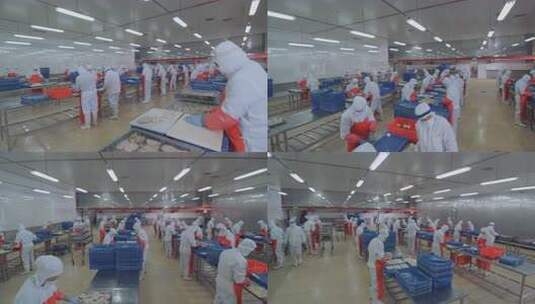 海参加工生产线工人在流水线上处理海鲜制品高清在线视频素材下载