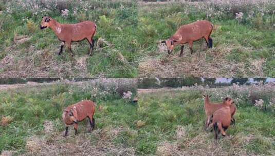 草地上的毛茸茸的羊视频素材高清在线视频素材下载