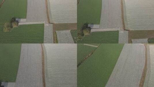 千亩萝卜种植基地高清在线视频素材下载