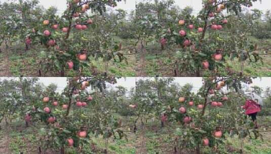 苹果园树上的苹果高清在线视频素材下载