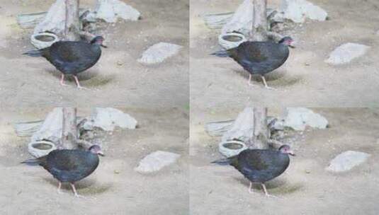长尾雉黑色观赏鸟高清在线视频素材下载
