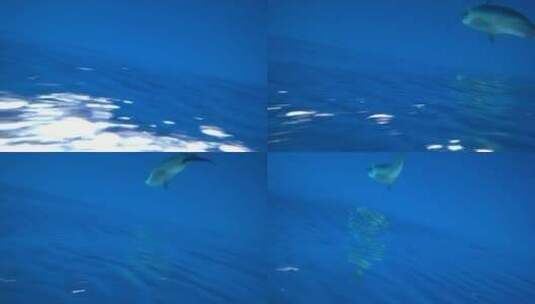 印尼美娜多海底世界海豚高清在线视频素材下载