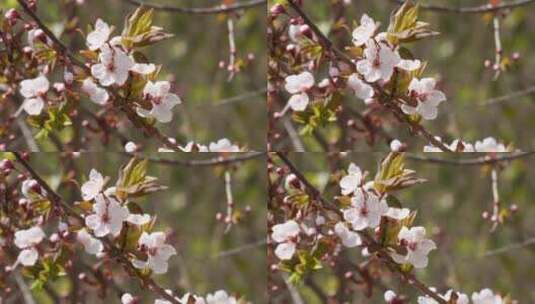 【镜头合集】初春樱花桃花鲜花花卉植物高清在线视频素材下载