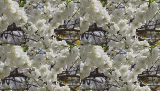 植物开花鲜花白色桃花花朵花蕊高清在线视频素材下载