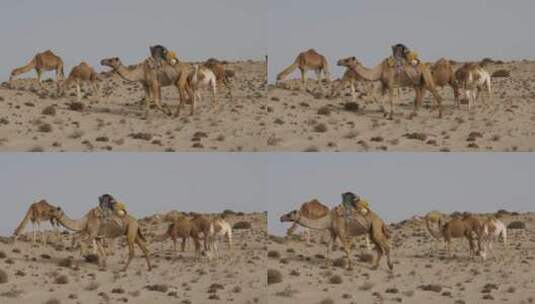 在沙漠中吃草的骆驼高清在线视频素材下载