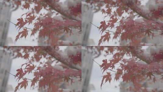 4K实拍｜树叶上的雪景高清在线视频素材下载