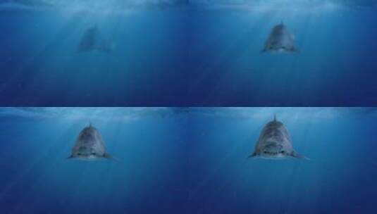 海洋中的凶猛鲨鱼高清在线视频素材下载