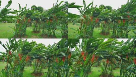 热带植物园金嘴蝎尾蕉高清在线视频素材下载