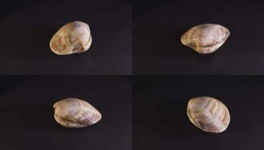 白贝蛤蜊花甲蚬子高清在线视频素材下载