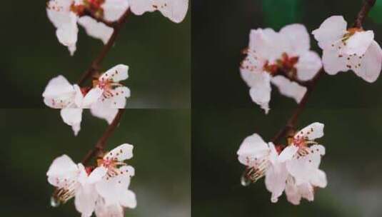 4K拍摄雨中的桃花高清在线视频素材下载