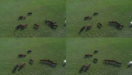 一群马在草原吃草高清在线视频素材下载