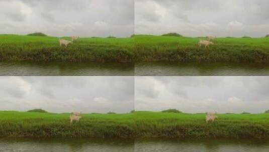 草地牧羊悠闲羊群高清在线视频素材下载