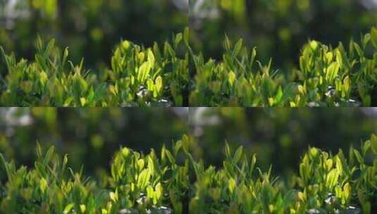 春天阳光中的绿芽嫩叶高清在线视频素材下载