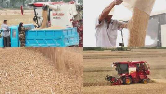 麦收收割机航拍卸粮河南山东麦收收麦子4K高清在线视频素材下载