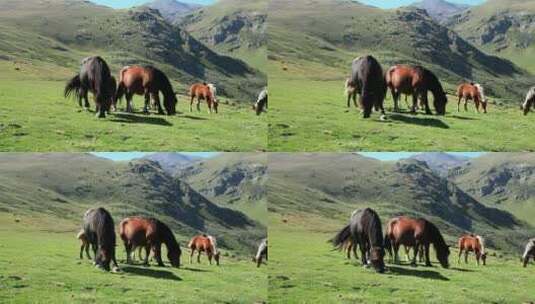 马在山上吃东西高清在线视频素材下载