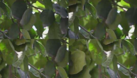 文旦青柚子水果果农硕果累累高清在线视频素材下载