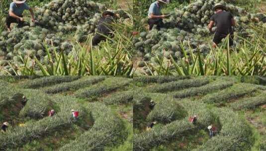 凤梨种植高清在线视频素材下载