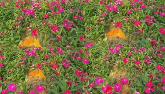 美丽的蝴蝶谷花朵高清在线视频素材下载