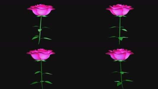浪漫玫瑰高清在线视频素材下载