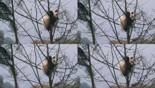 可爱的国宝大熊猫在冬天的树上玩耍高清在线视频素材下载