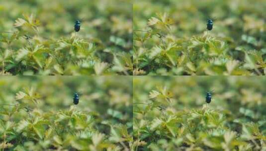 滑轨拍摄微距昆虫花草苔藓高清在线视频素材下载