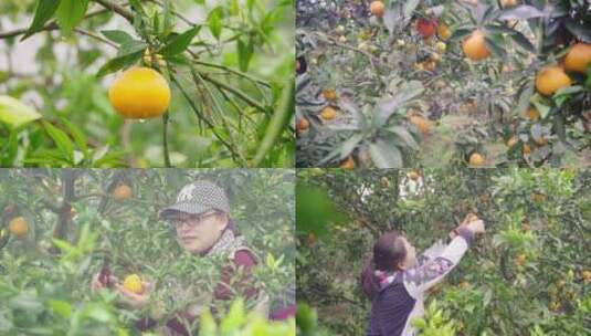 农产品水果柑橘橘子采摘 农民丰收喜悦高清在线视频素材下载