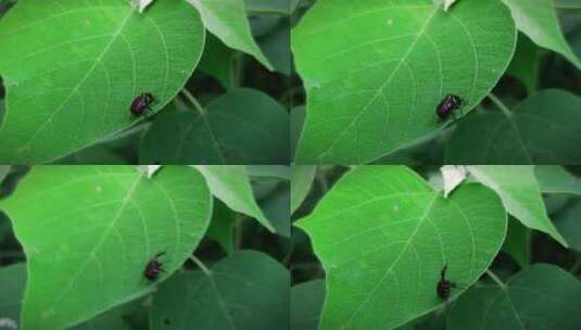 绿色树叶上的甲壳虫高清在线视频素材下载