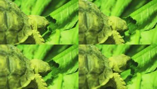 在吃蔬菜的陆龟高清在线视频素材下载