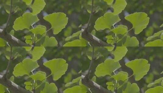 银杏树叶逆光飘动LOG高清在线视频素材下载