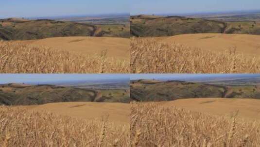 秋天的小麦麦穗特写高清在线视频素材下载