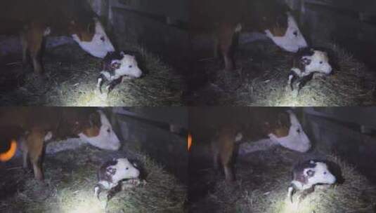 出生后几分钟母牛舔幼婴儿清洁母牛高清在线视频素材下载