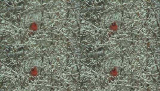 冬天男性红衣主教3高清在线视频素材下载